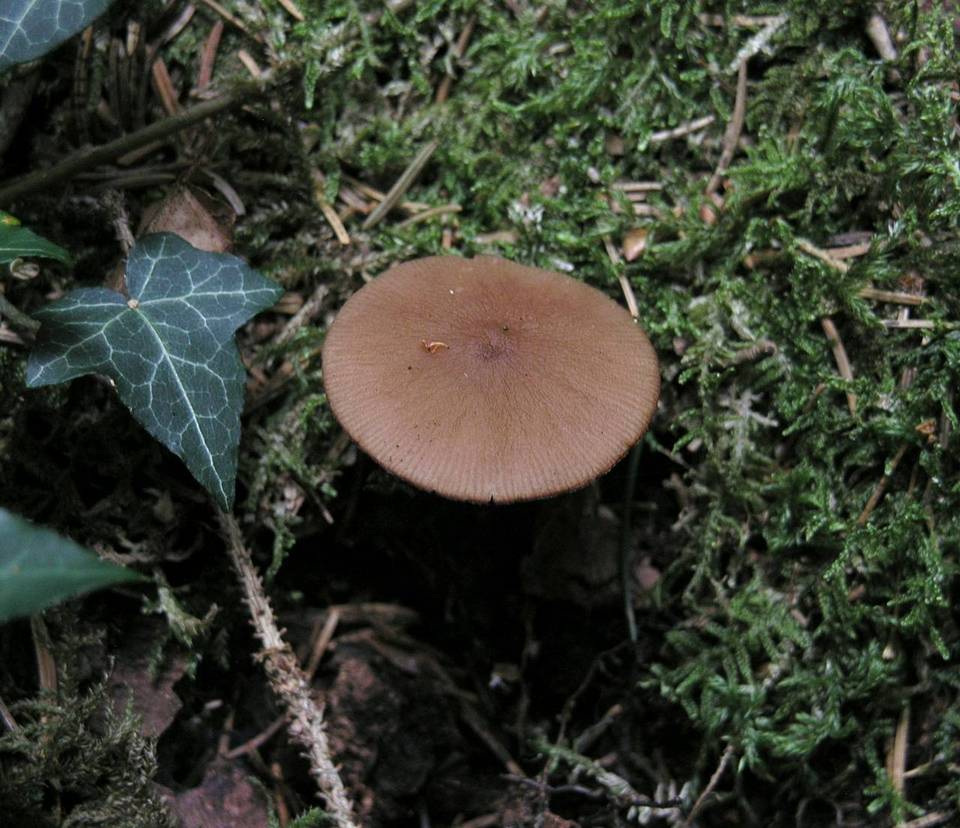 Pluteus phlebophorus image