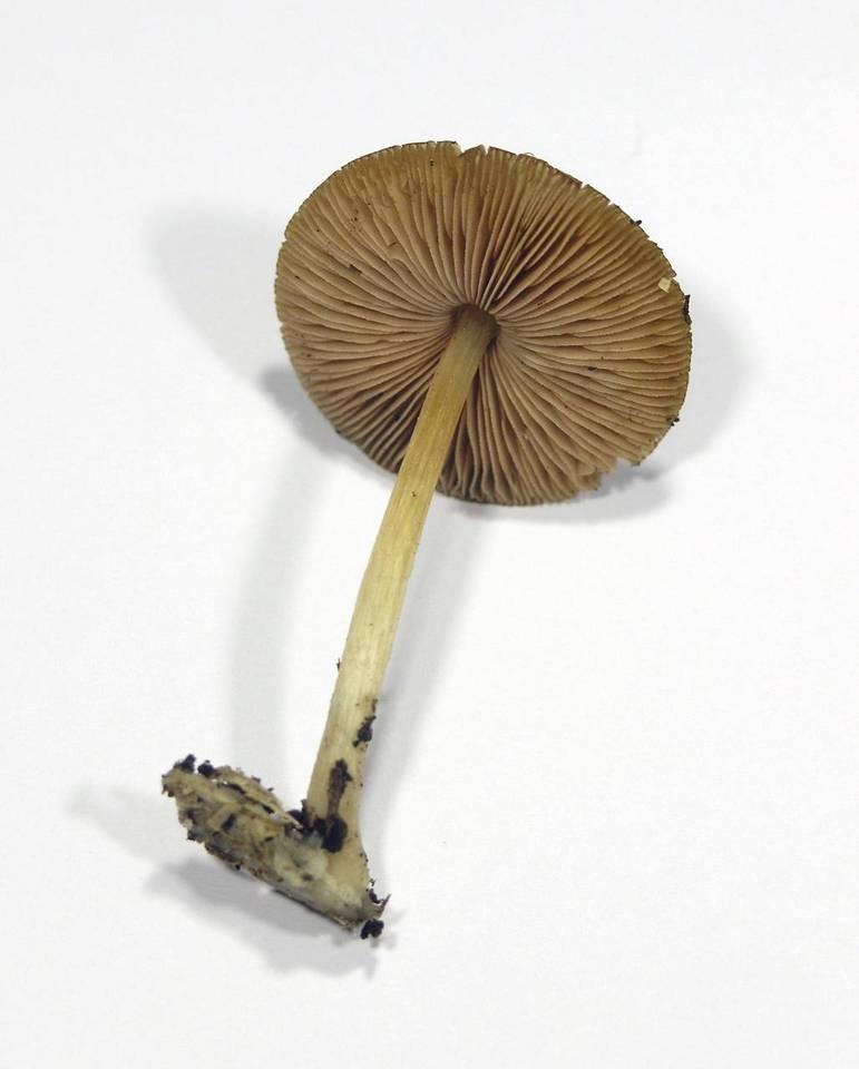 Pluteus phlebophorus image