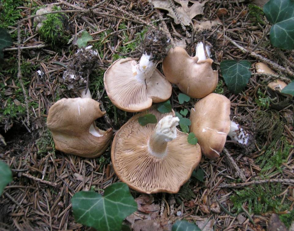 Rhodocybe gemina image