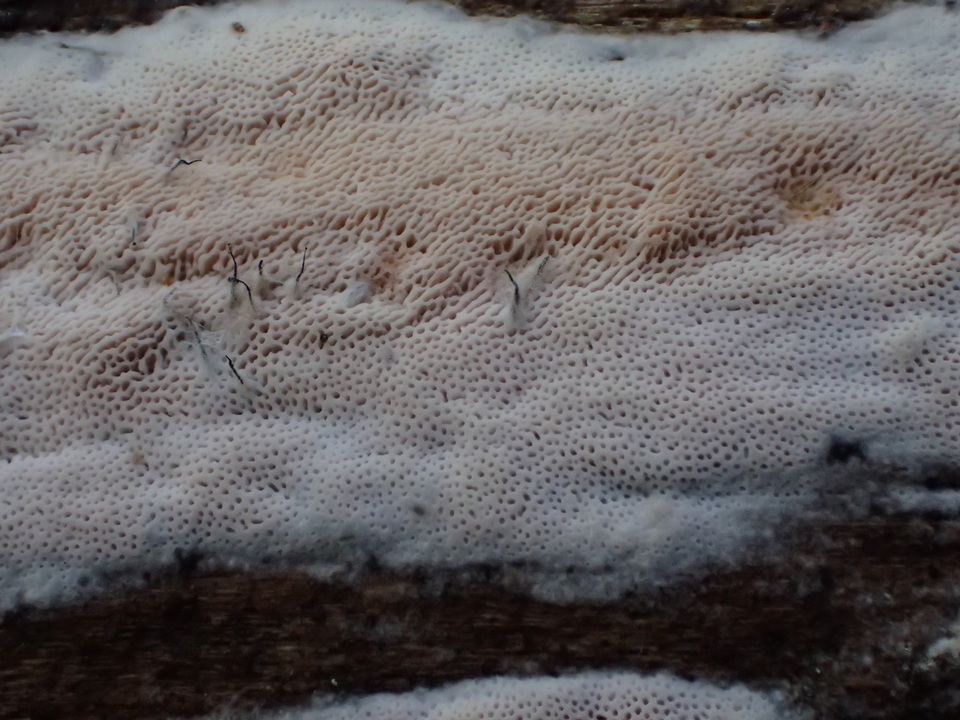 Rigidoporus sanguinolentus image