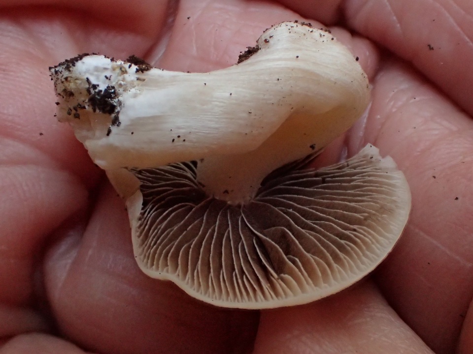 Psathyrella cernua image