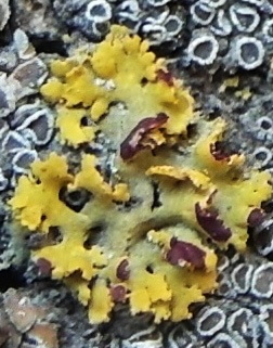 Xanthomendoza poeltii image