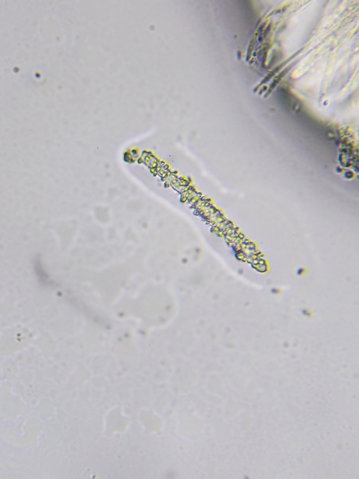 Proliferodiscus pulveraceus image