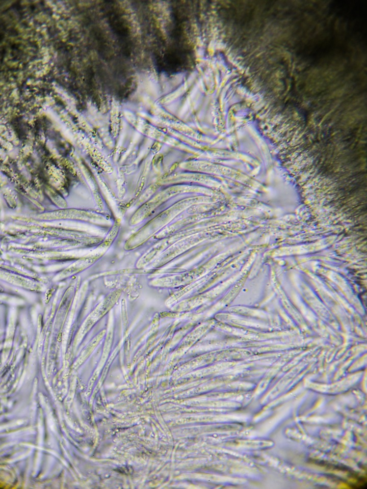 Proliferodiscus pulveraceus image