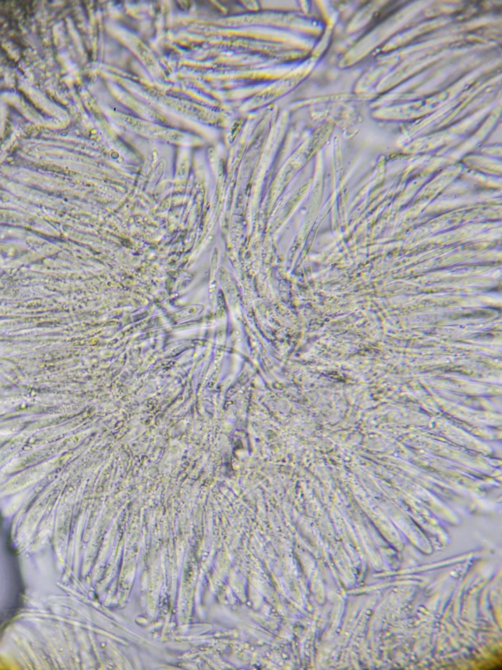 Proliferodiscus pulveraceus image