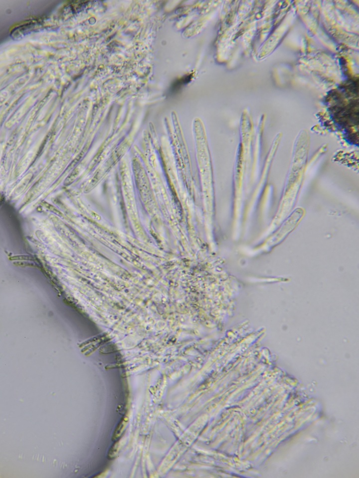 Proliferodiscus pulveraceus image