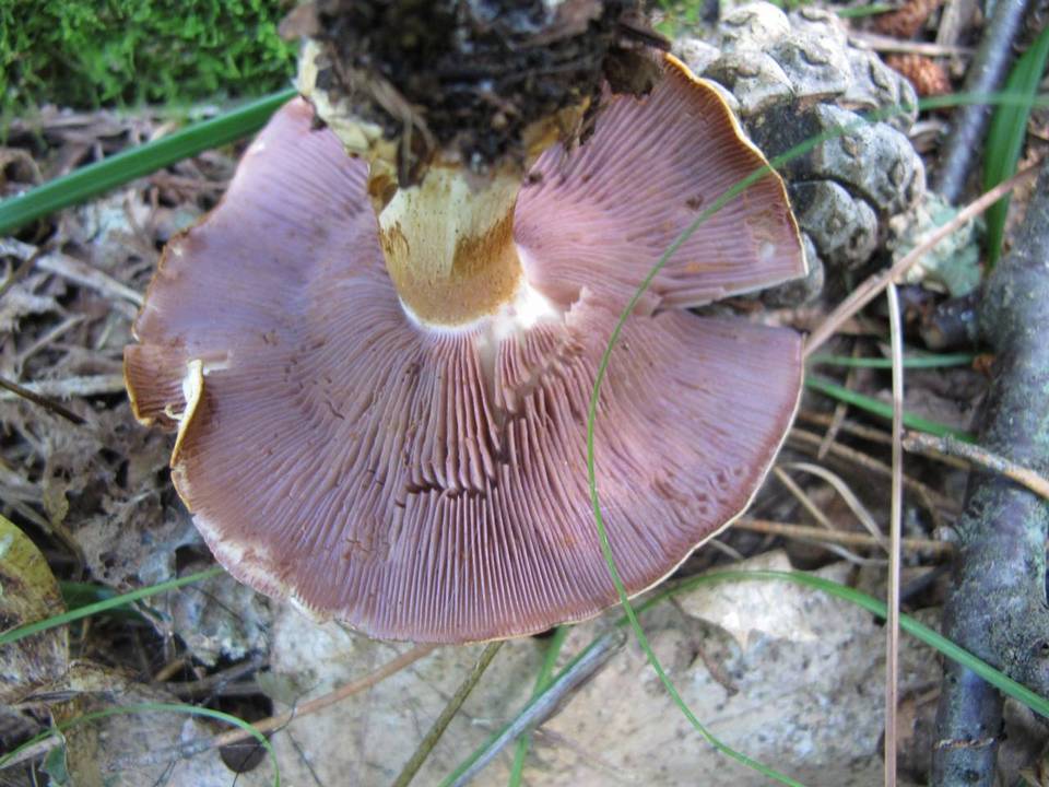 Cortinarius varius image