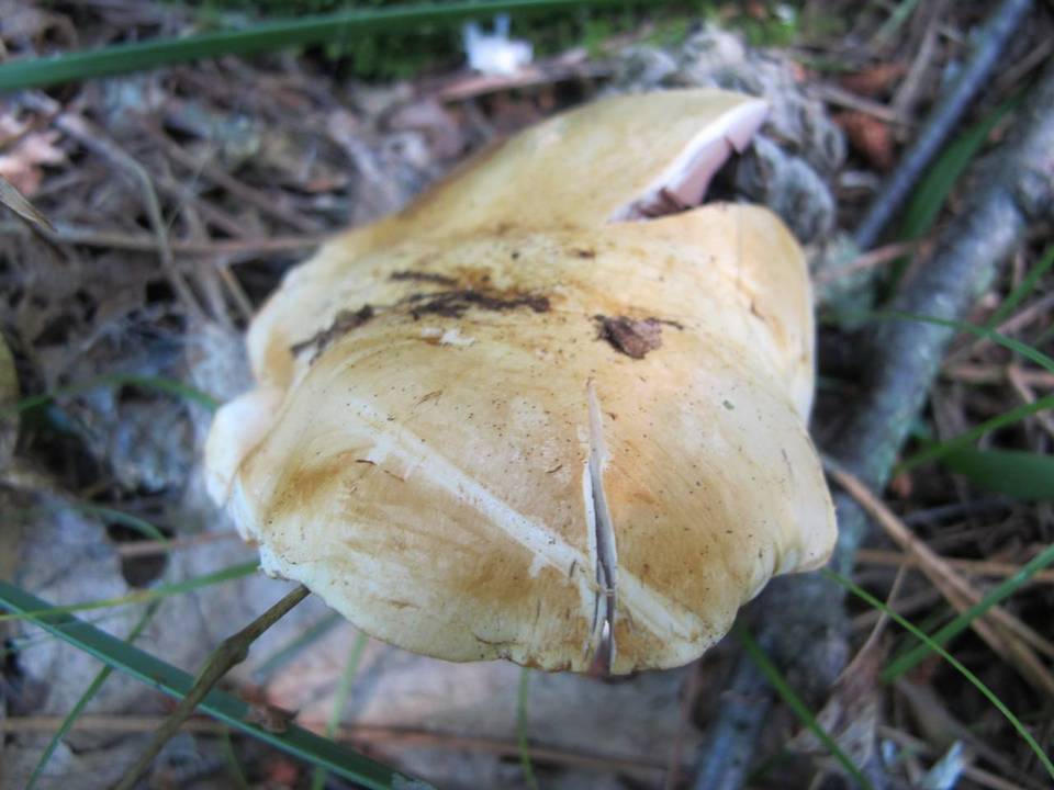 Cortinarius varius image