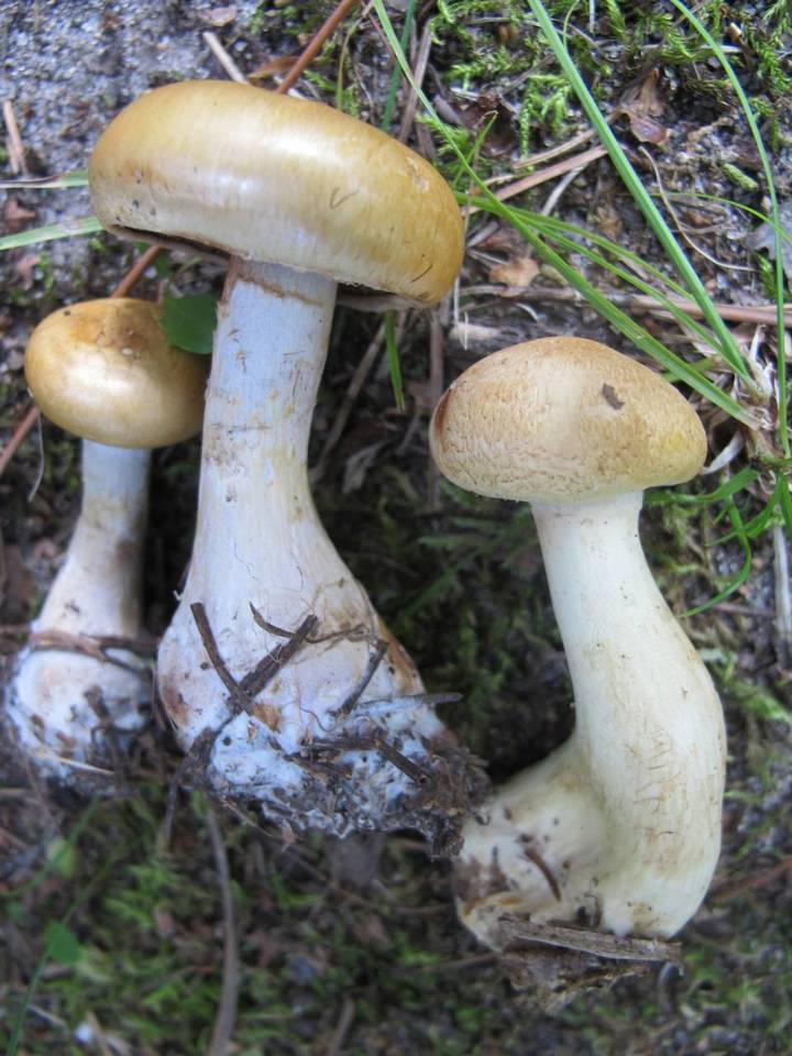 Cortinarius olidus image