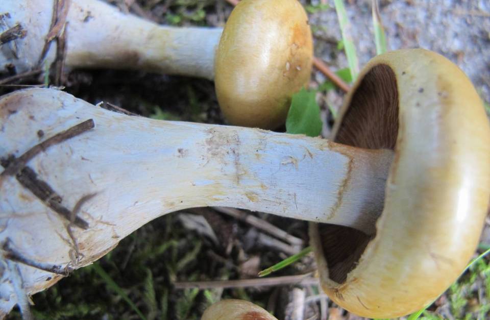 Cortinarius olidus image