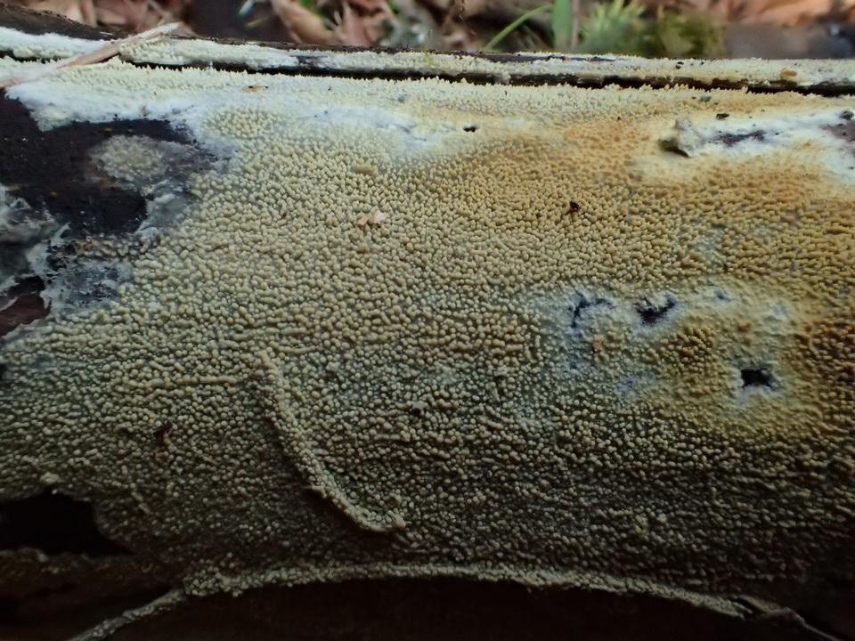 Dacryobolus sudans image