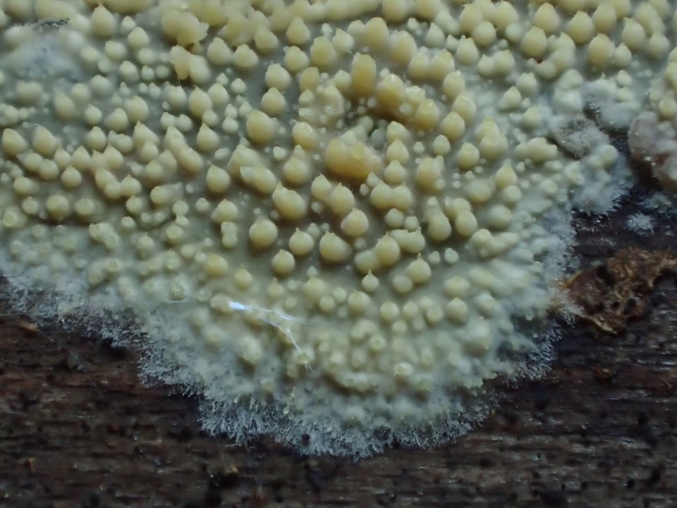 Dacryobolus sudans image