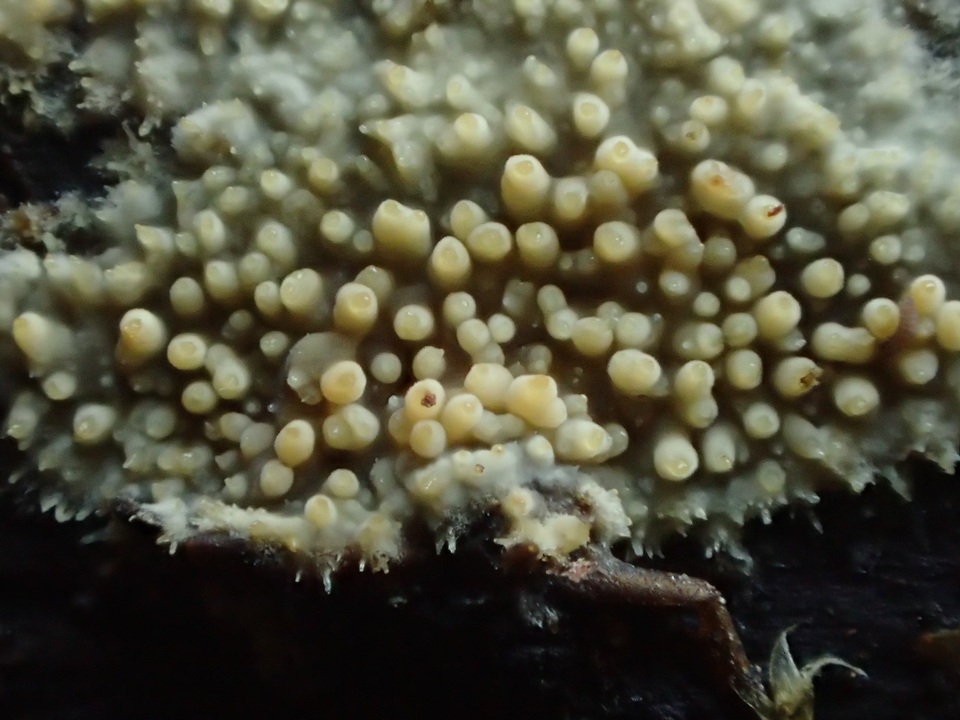 Dacryobolus sudans image