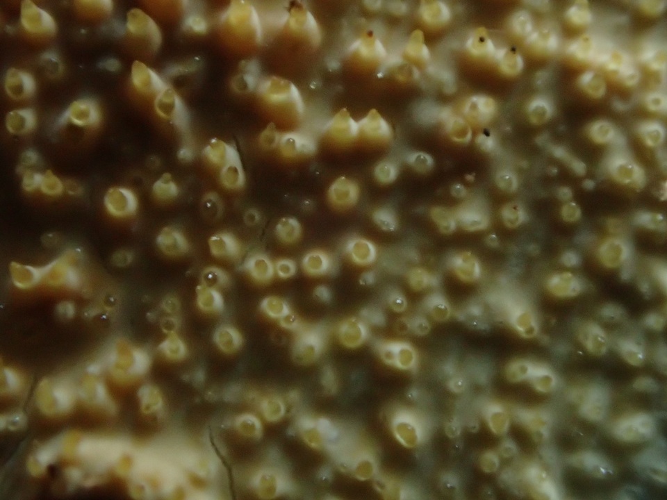 Dacryobolus sudans image