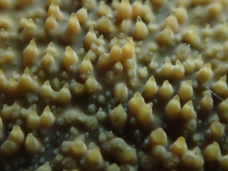 Dacryobolus sudans image