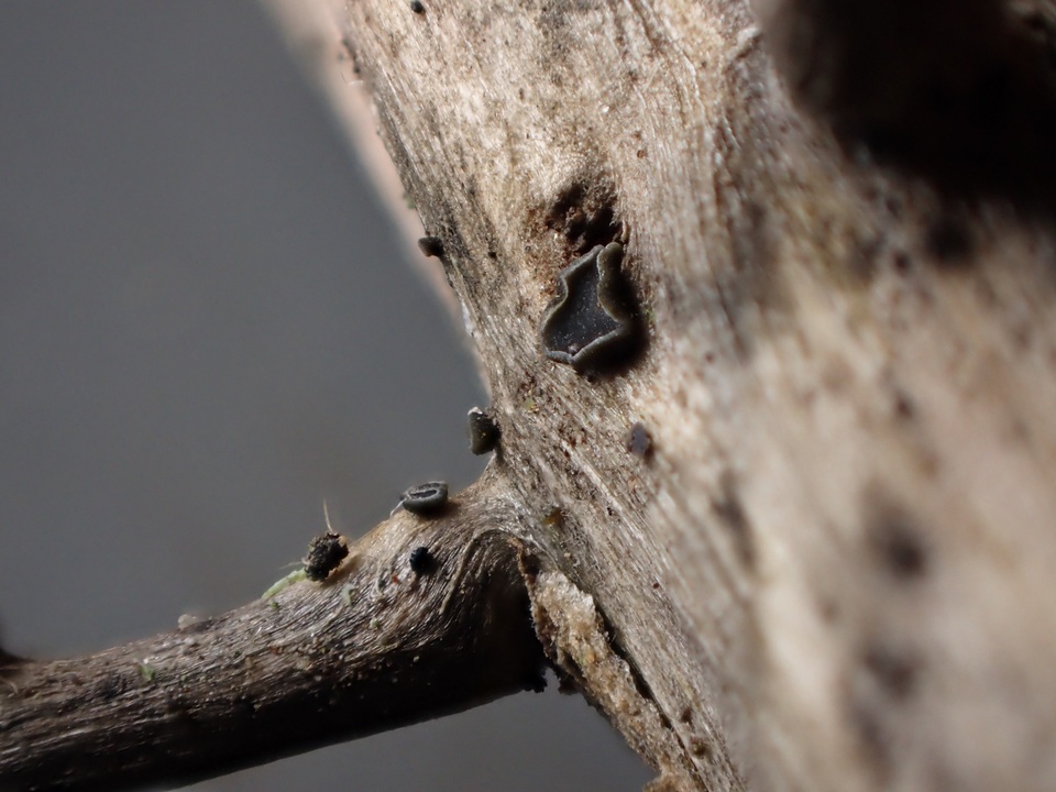 Pyrenopeziza urticicola image