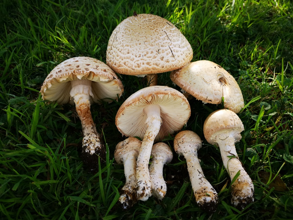 Amanita foetidissima image