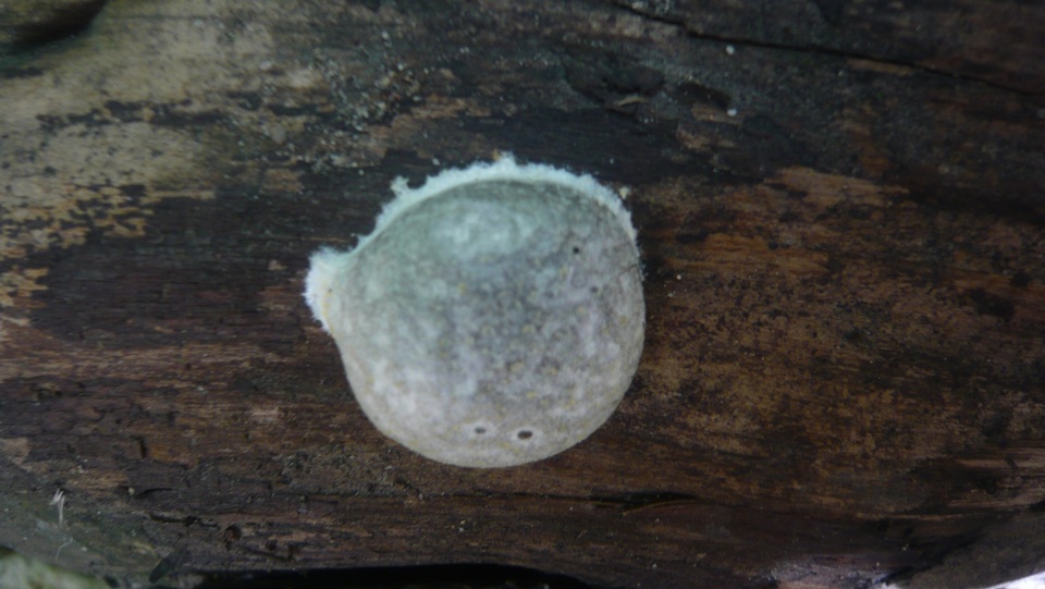 Reticularia lycoperdon image