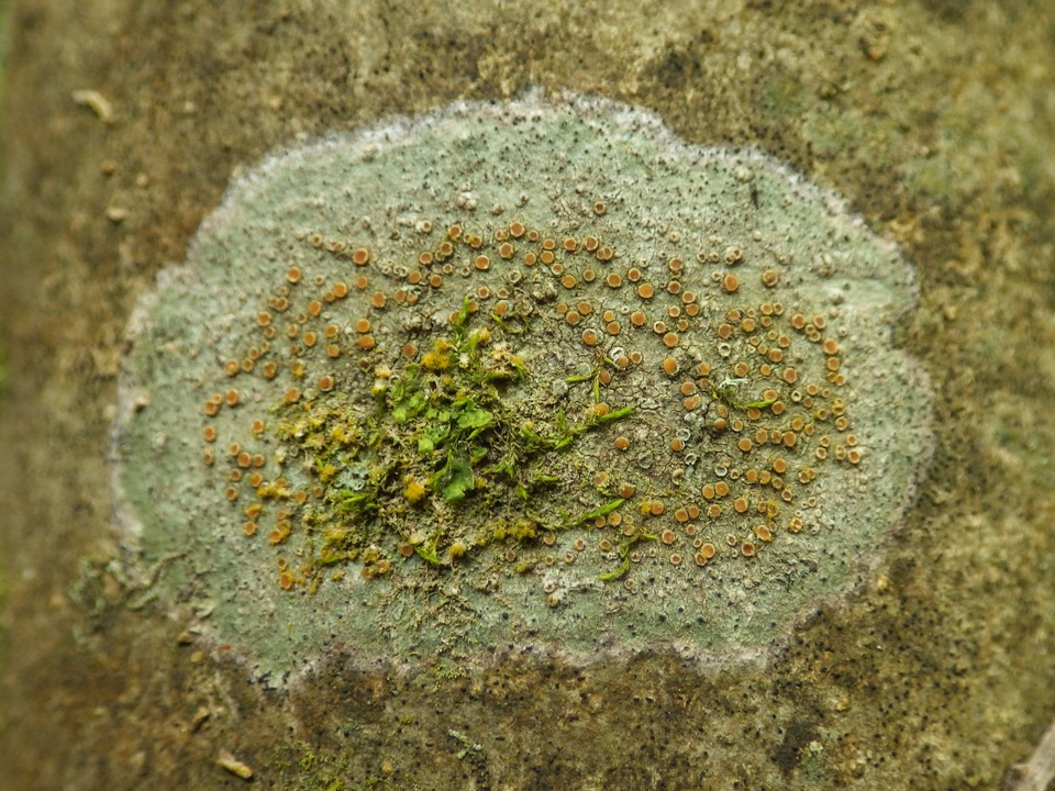 Dimerella lutea image