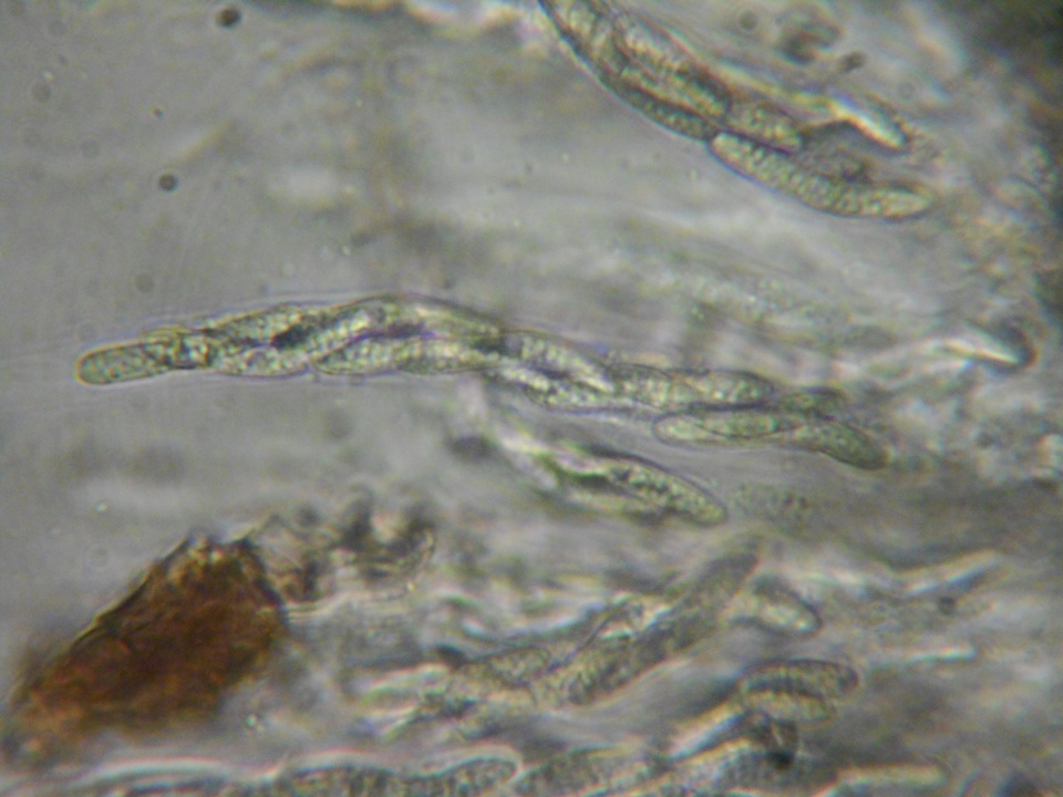 Lasiosphaeria strigosa image