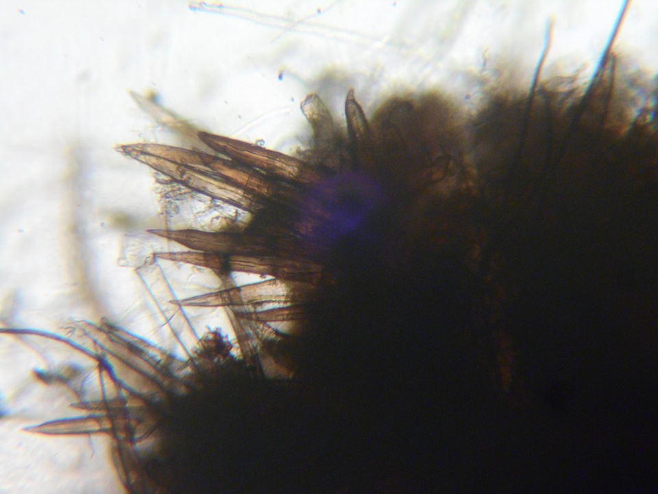 Lasiosphaeria strigosa image