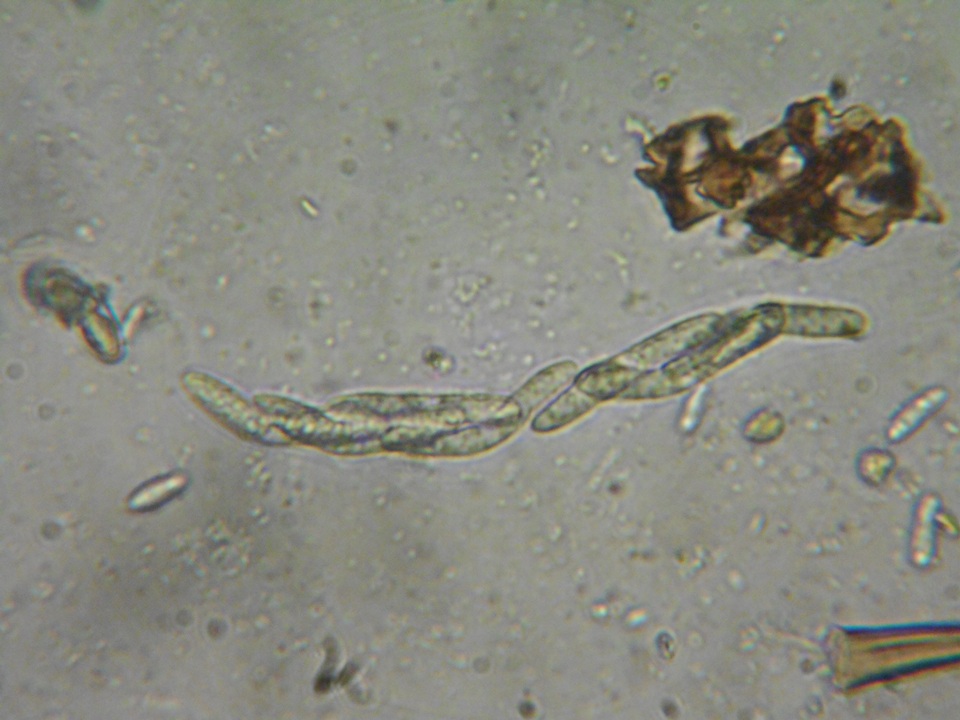 Lasiosphaeria strigosa image