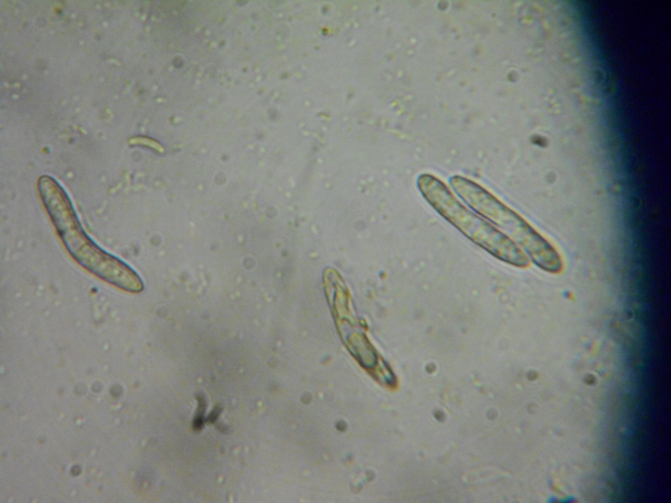 Lasiosphaeria strigosa image