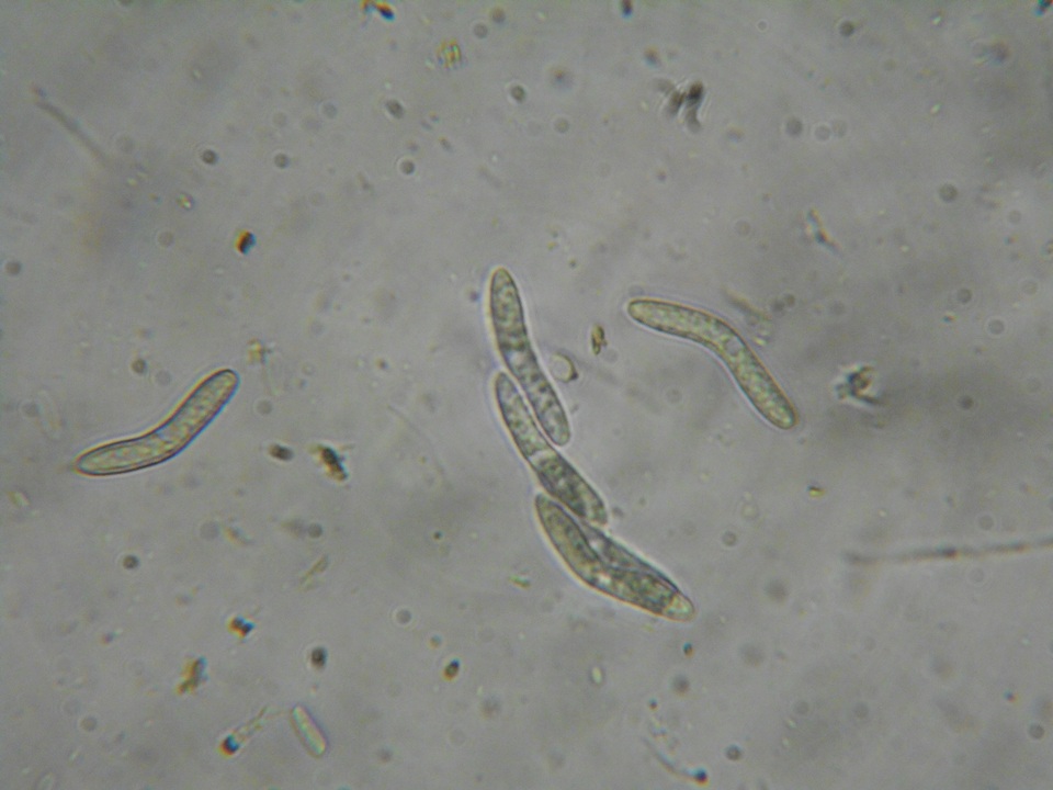 Lasiosphaeria strigosa image