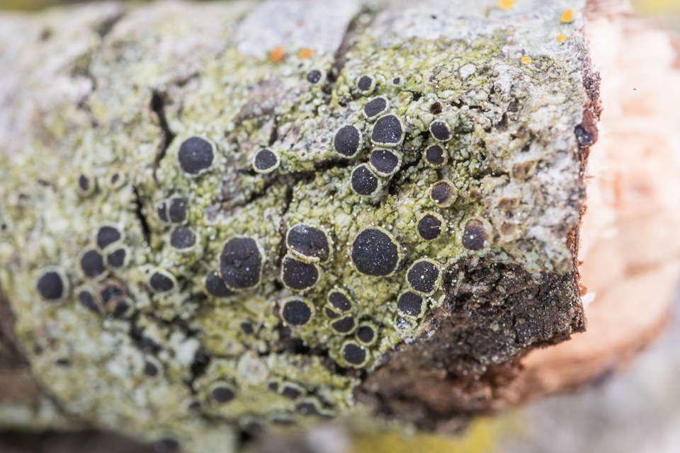 Rinodina maculans image