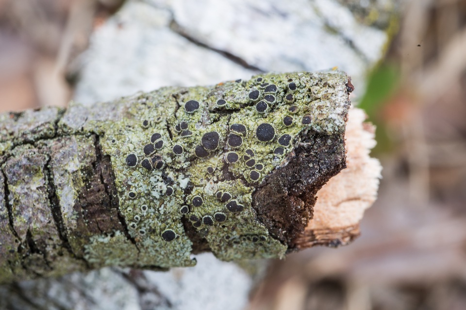 Rinodina maculans image
