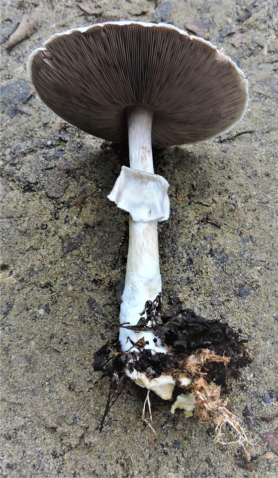 Agaricus bresadolanus image