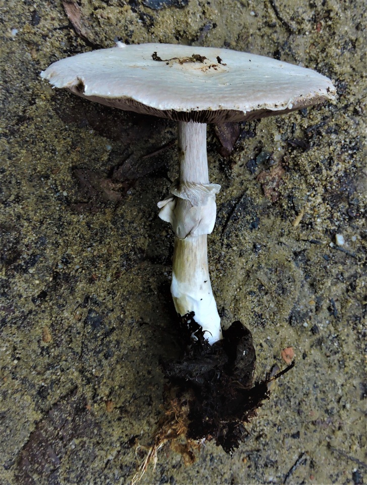 Agaricus bresadolanus image