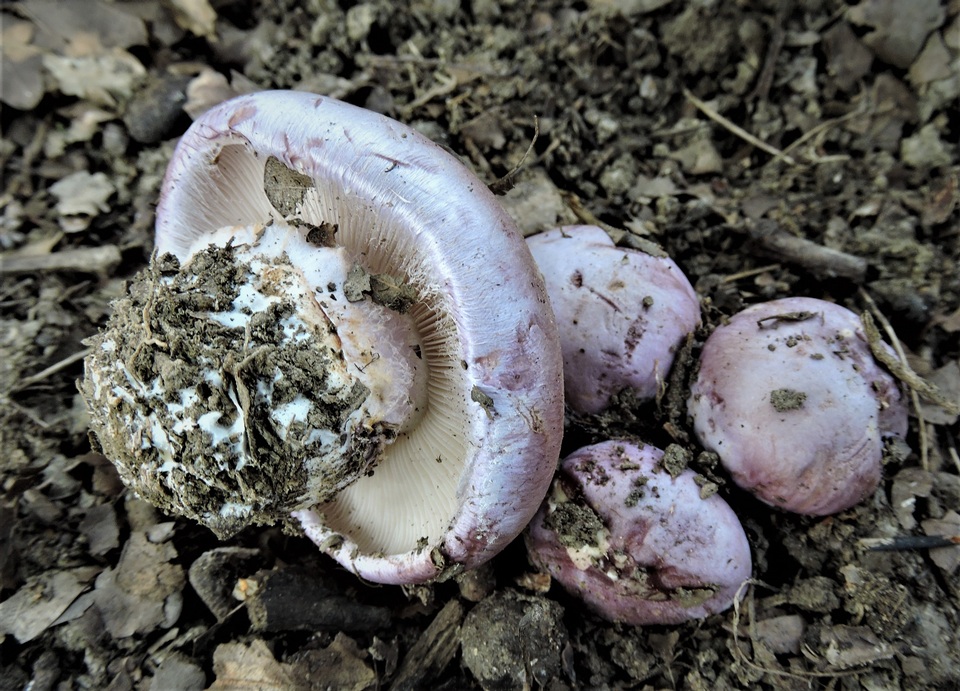 Cortinarius balteatocumatilis image