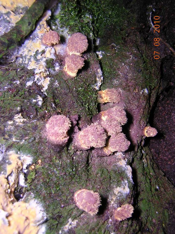 Trichocoma paradoxa image