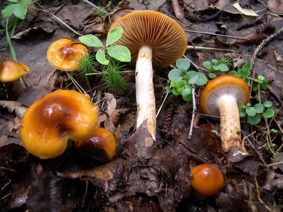 Cortinarius septentrionalis image