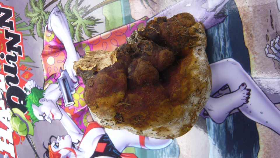 Ganoderma resinaceum image