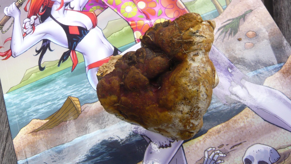 Ganoderma resinaceum image