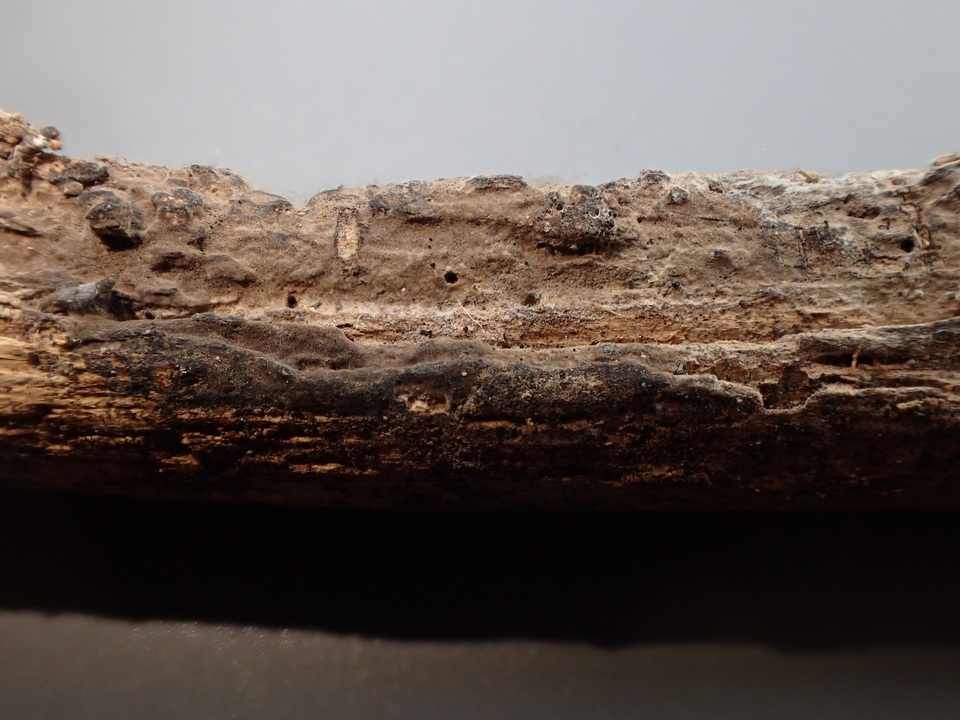 Pseudotomentella vepallidospora image