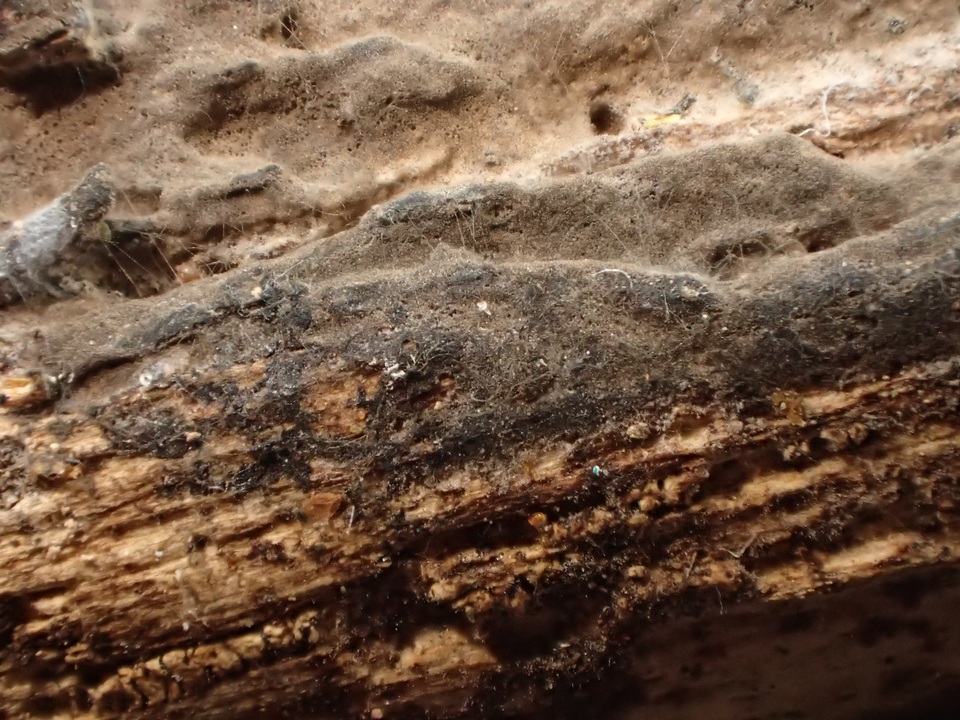 Pseudotomentella vepallidospora image