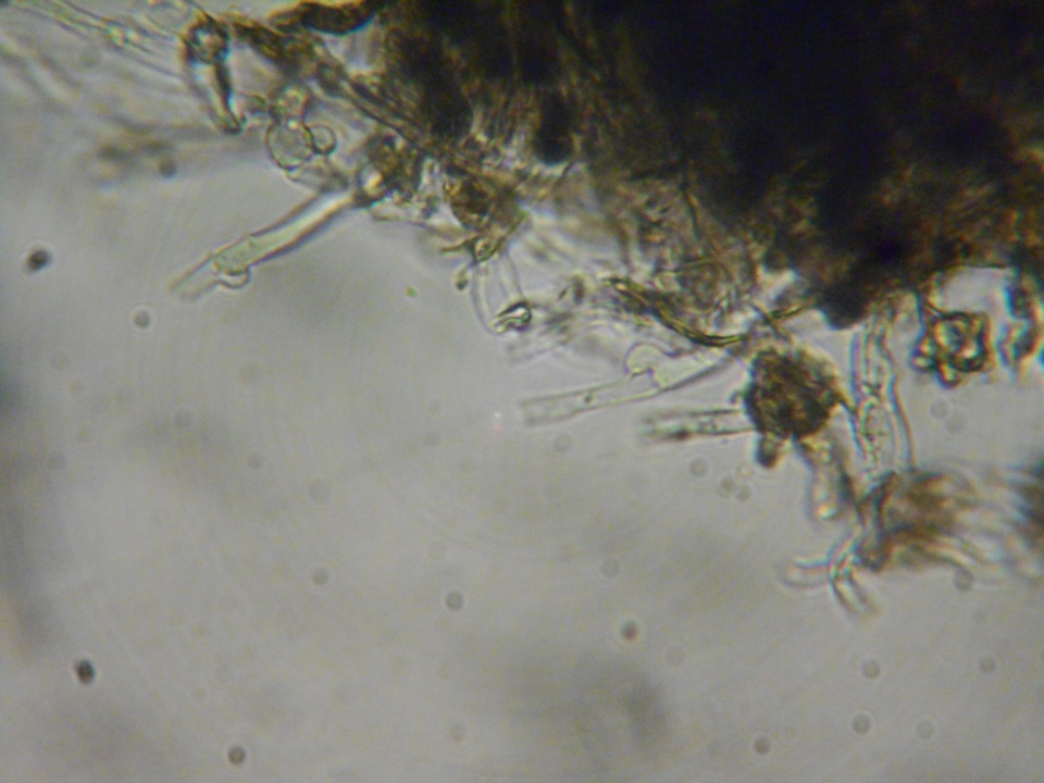 Pseudotomentella vepallidospora image