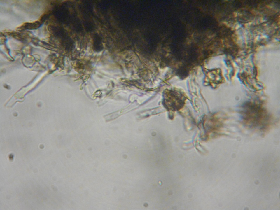 Pseudotomentella vepallidospora image