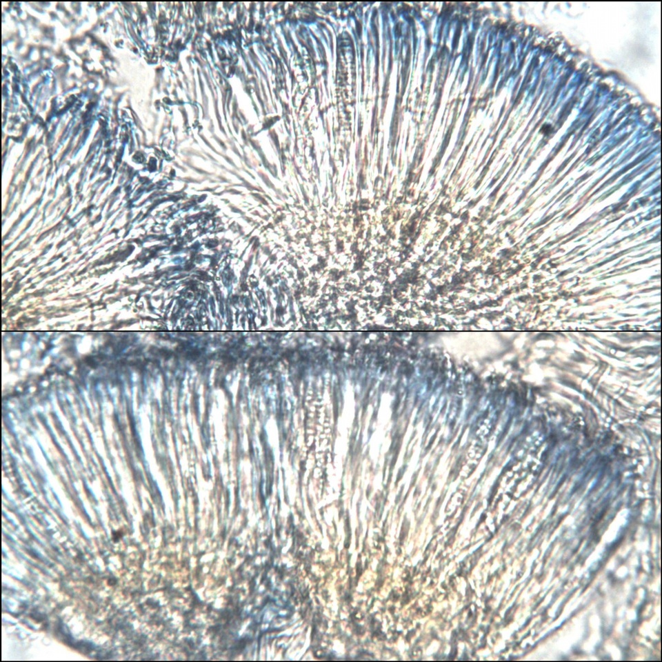 Dimerella lutea image