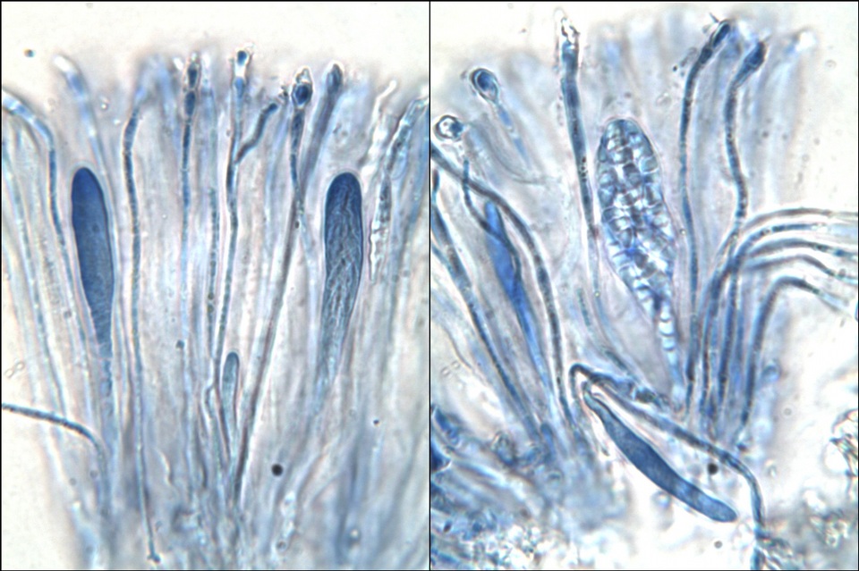 Dimerella lutea image