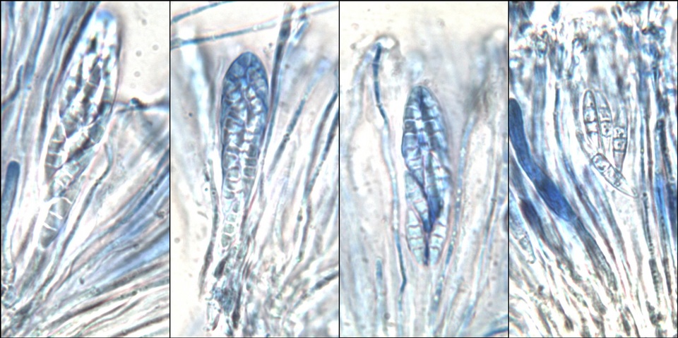 Dimerella lutea image