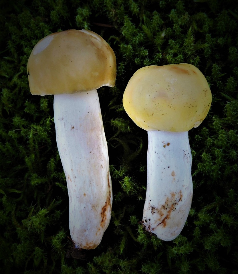 Russula amoenicolor image