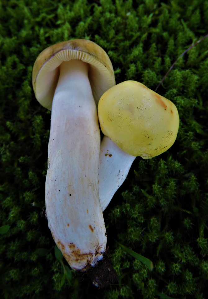 Russula amoenicolor image