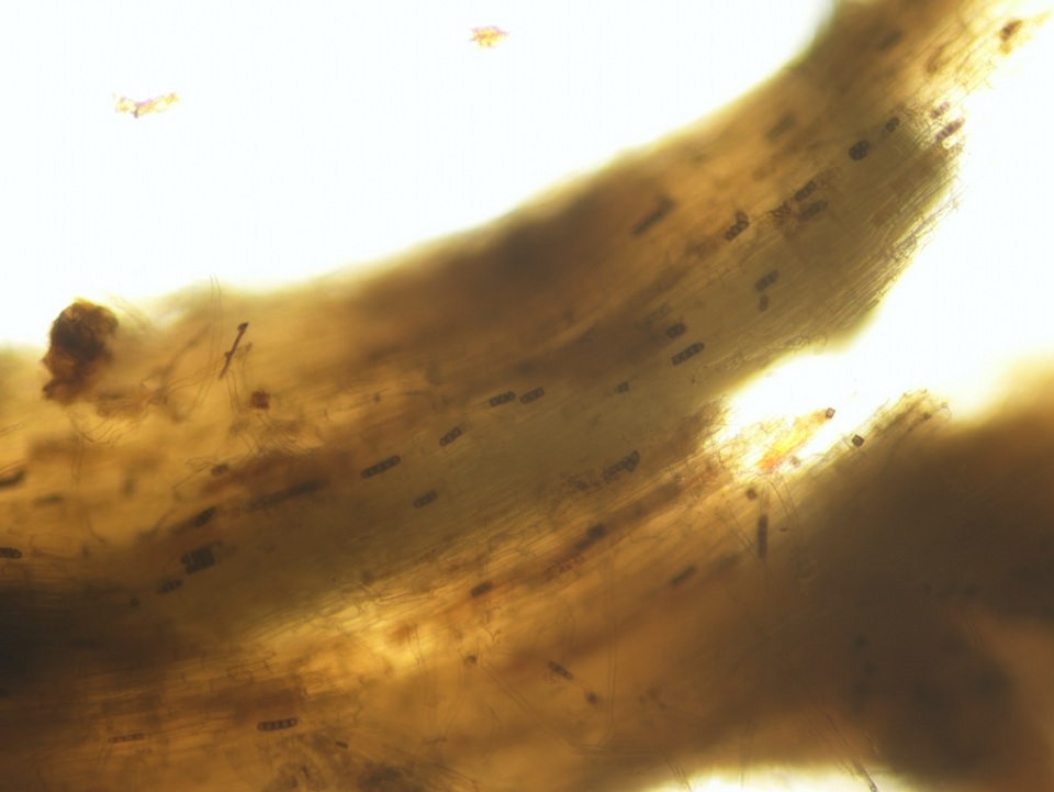 Thielaviopsis basicola image