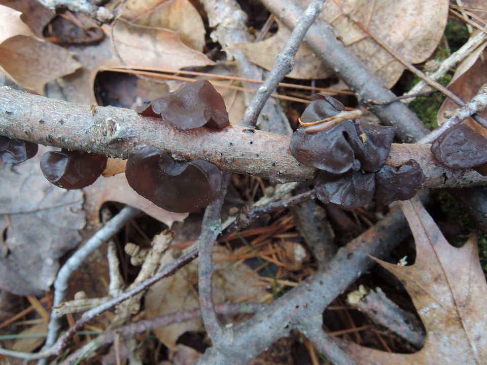 Exidia crenata image