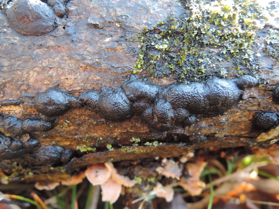 Annulohypoxylon multiforme var. multiforme image
