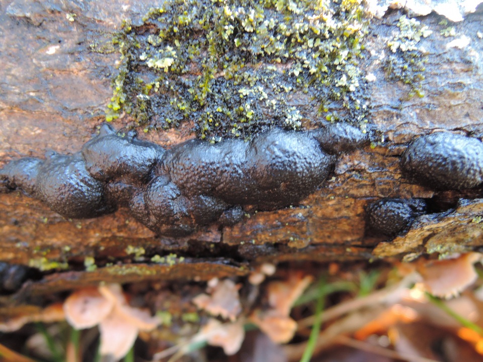 Annulohypoxylon multiforme var. multiforme image